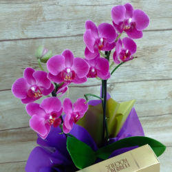 Mini Orquídea na Caixa com Ferrero Rocher - Cor variada